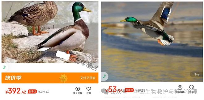 有请下架野生动物买卖｜志愿者反映冰球突破电商平台动物成体幼崽啥都(图3)