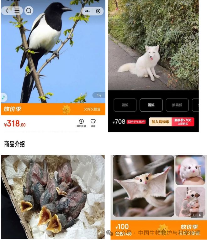 有请下架野生动物买卖｜志愿者反映冰球突破电商平台动物成体幼崽啥都(图2)
